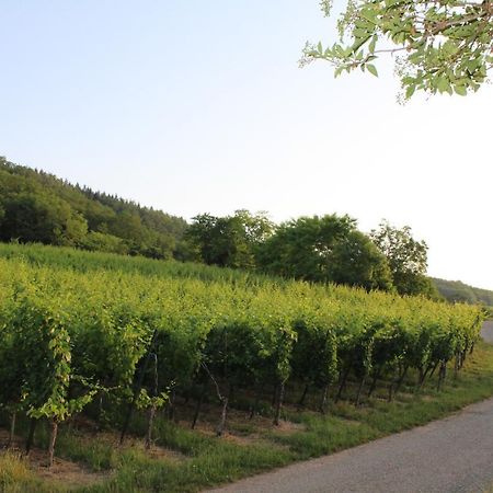 A L'Oree Des Vignes, Superbe Logement De 80 M2 Wangen Экстерьер фото